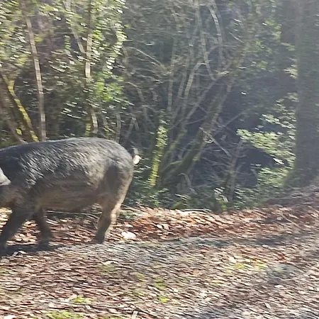 U Santu Hétvégi ház Piedicroce